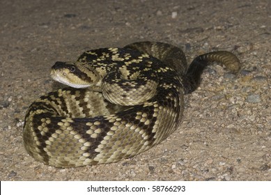 Blacktail Rattlesnake On Road Arizona Stock Photo 58766293 | Shutterstock