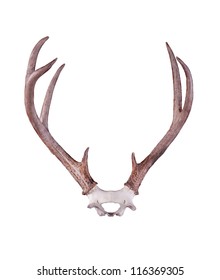 Black-tailed Deer Antlers Isolated On White Background