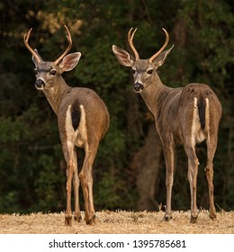 black whitetail deer buck