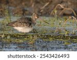 Black-tailed godwit -  (Limosa limosa) 