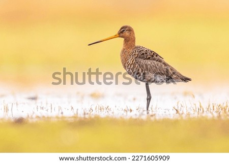 Black-tailed Godwit (Limosa limosa) Resting and Foraging in shallow Water of a Wetland during Migration. The Netherlands as an important Breeding habitat for the Black Tailed Godwit as well. 