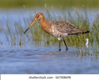 Black-tailed Godwit (Limosa limosa) wading in shallow water on a sunny day. This is one of the wader bird target species in dutch nature protection projects