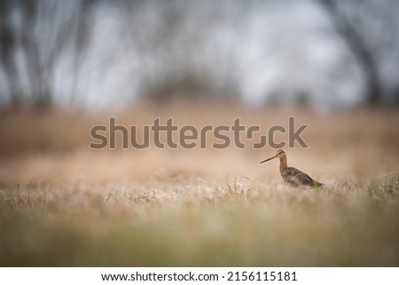 Black-Tailed Godwit on the meadow Zdjęcia stock © 