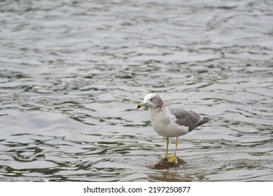 Black-tailed Gull On Tidal Flats