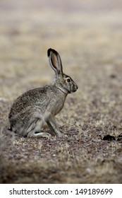 Black-tailed Jack Rabbit, Lepus Californicus, New Mexico, USA