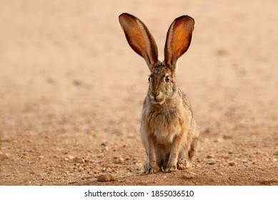 Black-tailed Jackrabbit with big ears watching birds eat seed I just put down