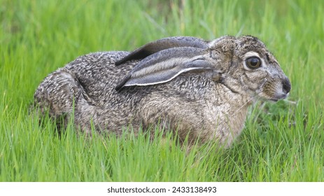 Black-tailed jackrabbit flattening ears and shrinking body in an attempt to hide. Shoreline Lake and Park, Santa Clara County, California.