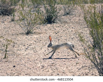 Black-tailed Jackrabbit (Lepus Californicus) Running Among The Creosote Bush.   Big Bend National Park, Texas, United States