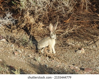 Black-tailed Jackrabbit living in the Mojave Desert, Esmeralda County, Nevada.