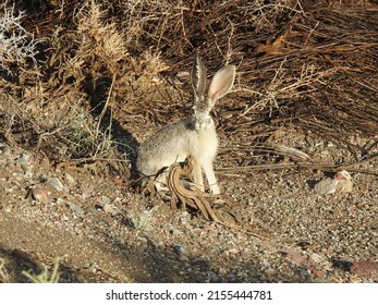 Black-tailed Jackrabbit living in the Mojave Desert, Esmeralda County, Nevada.