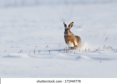 Black-tailed Jackrabbit running in the snow field near Buzau city,Romania - Shutterstock ID 171949778