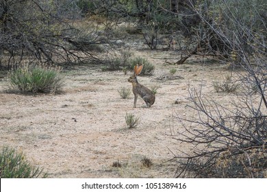 Black-tailed Jackrabbit In Saguaro National Park, Arizona