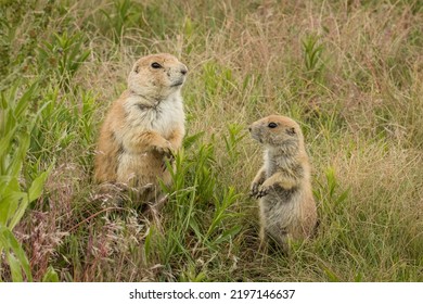 Black-tailed Prairie Dog Adult And Young Pup