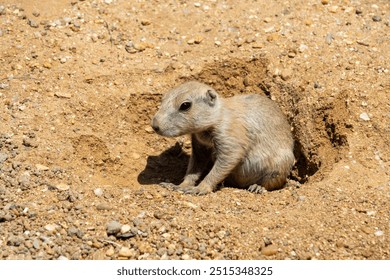 The black-tailed prairie dog climbs out of his burrow. (Cynomys ludovicianus) - Powered by Shutterstock