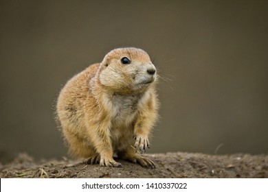 Black-tailed Prairie Dog (Cynomys Ludovicianus)