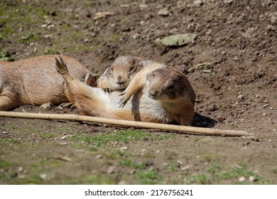 Black-tailed Prairie Dog. Cynomys Ludovicianus 