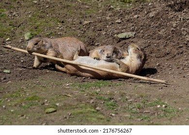 Black-tailed Prairie Dog. Cynomys Ludovicianus 