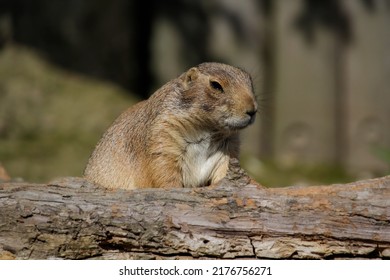 Black-tailed Prairie Dog. Cynomys Ludovicianus 