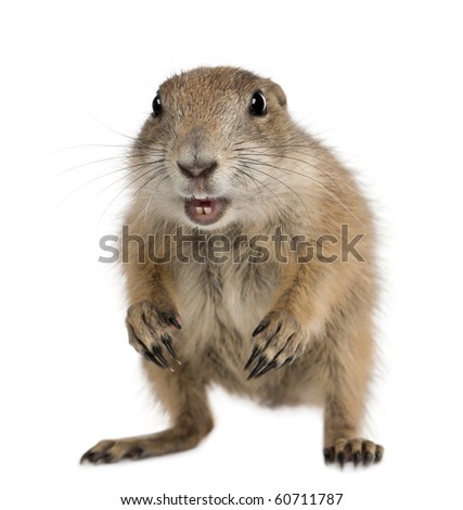 Black-tailed prairie dog, Cynomys ludovicianus, standing in front of white background
