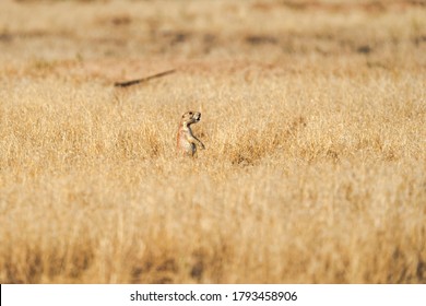 Black-Tailed Prairie Dog Hiding In Dry Grass