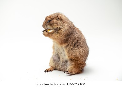 Black-tailed Prairie Dog, With Isolated White Background