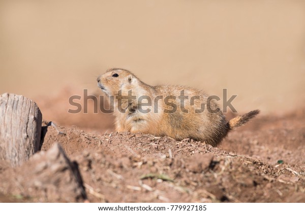 Blacktailed Prairie Dog On Mound Dirt Stock Photo (Edit Now) 779927185