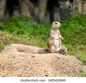 Black-tailed Prairie Dog And Pup On Mound, Enjoying The Sun