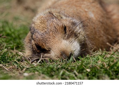 Black-tailed prairie dog sleeping on the sand belly down