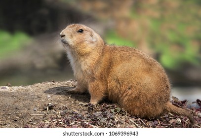 Black-tailed Prairie Dogs (Cynomys Ludovicianus) 