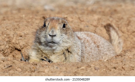 Black-tailed Prairie Dogs (Cynomys Ludovicianus)