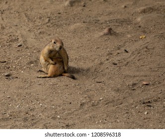 Black-tailed Prairie Dogs, Grasslands