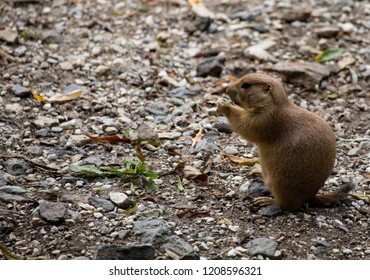 Black-tailed Prairie Dogs, Grasslands