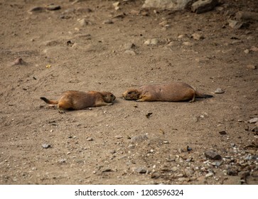 Black-tailed Prairie Dogs, Grasslands