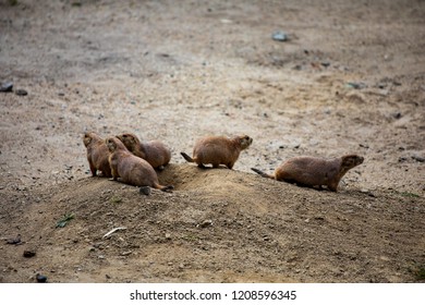 Black-tailed Prairie Dogs, Grasslands