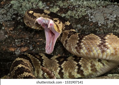 Black-tailed Rattlesnake, Crotalus Molossus, Striking At Prey Or Threat, Rocky Habitat, Native To Southwest Arizona, United States. Controlled Situation