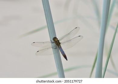 The black-tailed skimmer ( Orthetrum cancellatum ) on a stem. Dragonfly sitting on a beach grass. Macro.