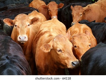 Black&Tan Cattle