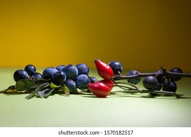 Blackthorn Berries With Rose Hip Berries. Both Are In The Rose Family, Rosaceae, Both Are Important Food For Birds And Both Are Hedgerow Plants. Also Both Are Used To Make Sloe Gin And Jelly.