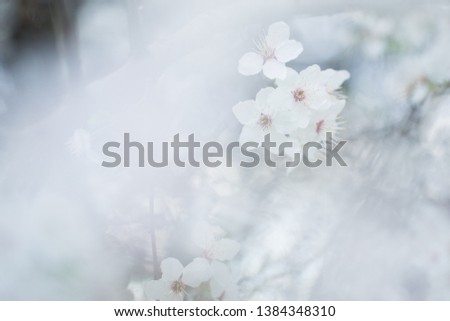 Similar – quitten in bloom Natur