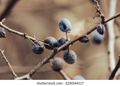 Blackthorn blue berries on prickly bush branches in autumn forest with blurred background. Natural macro foliage