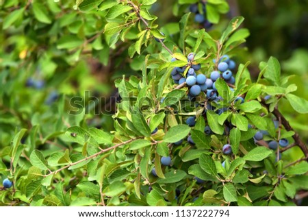 Blackthorn bush with berries