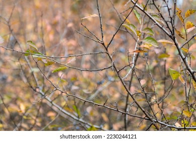 Blackthorn dark blue berries on prickly bush branches in autumn forest with blurred background. Sunshine light natural close-up foliage