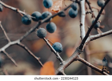 Blackthorn dark blue berries on prickly bush branches in autumn forest with blurred background. Light natural macro close-up foliage
