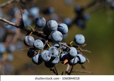 Blackthorn Fruit Prunus Spinosa Stock Photo 1060844018 | Shutterstock