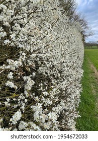 Blackthorn Hedge In British Countryside