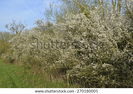 Similar – Image, Stock Photo Spring: a sloe hedge full of flowers.