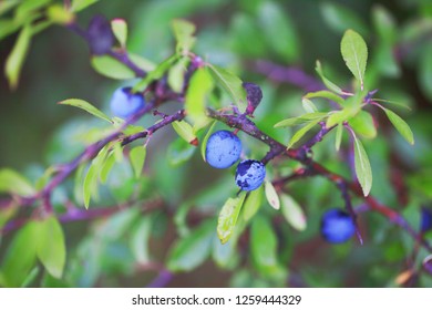 Blackthorn Hedge Plants