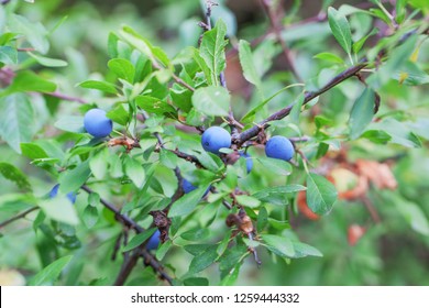 Blackthorn Hedge Plants