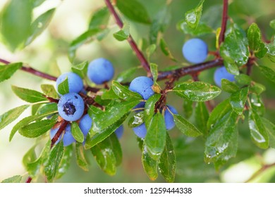 Blackthorn Hedge Plants