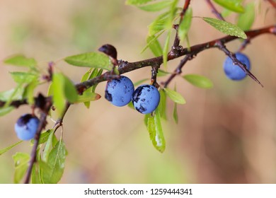 Blackthorn Hedge Plants